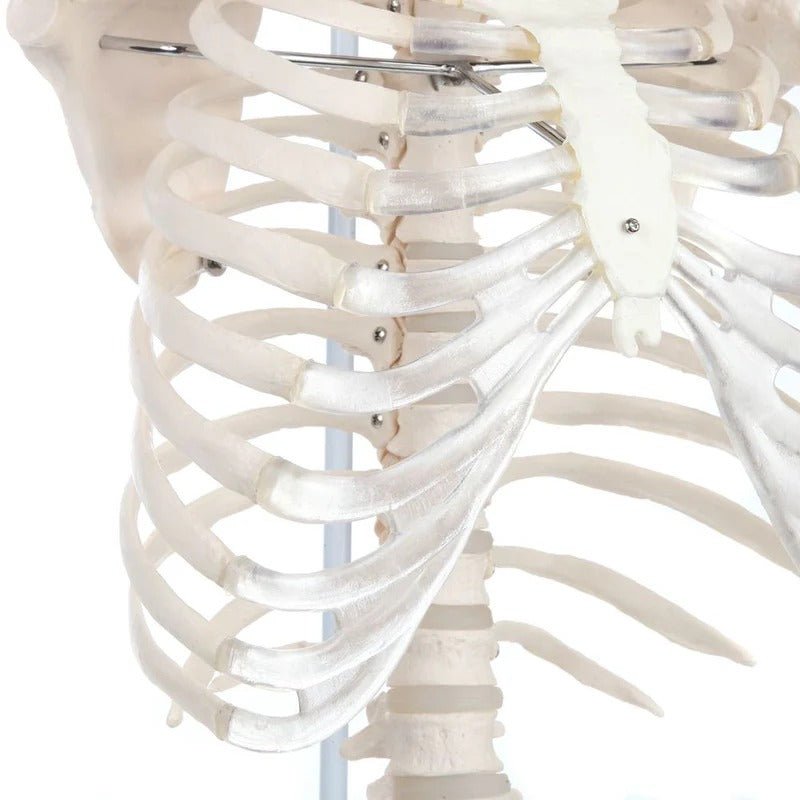 Classic Flexible Spine with Ribs Model