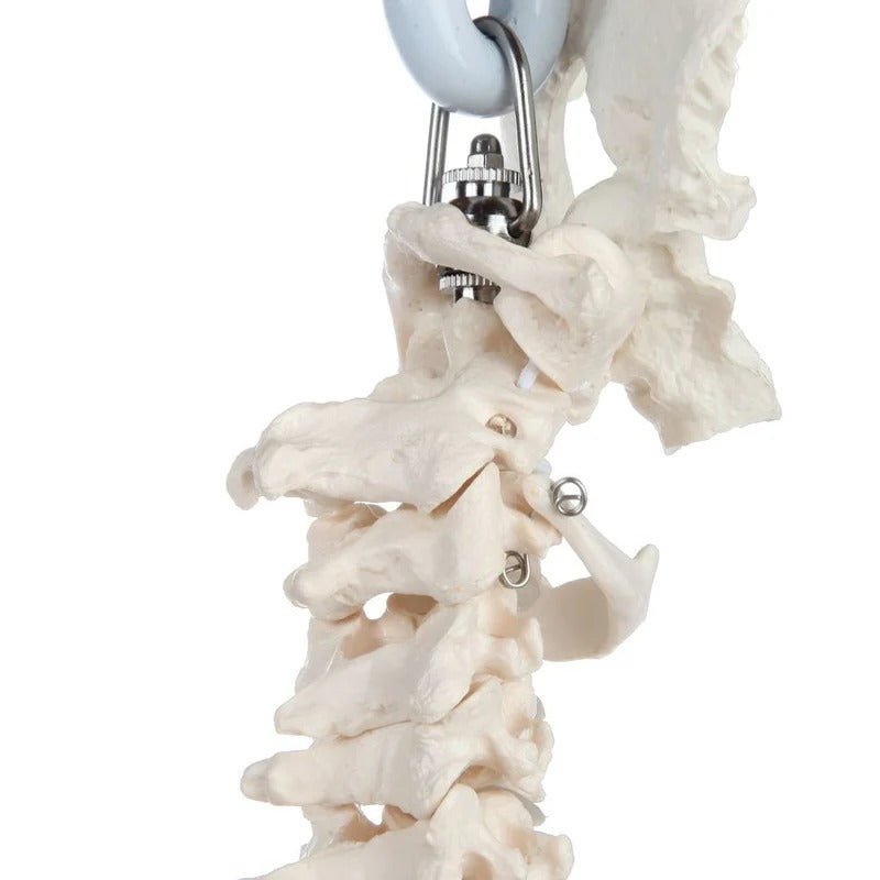 Classic Flexible Spine with Ribs Model