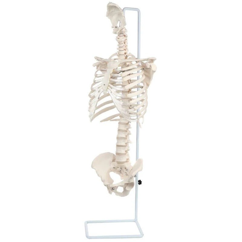 Classic Flexible Spine with Ribs Model