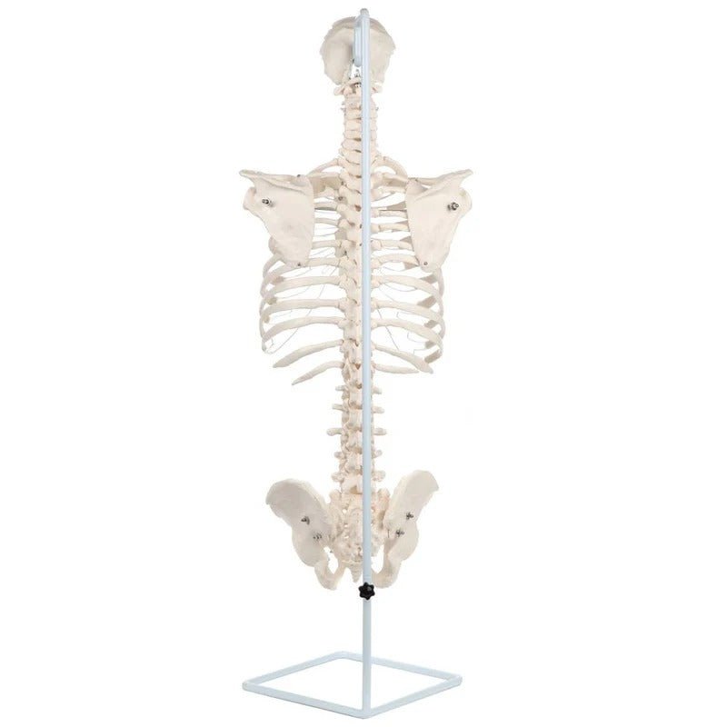 Classic Flexible Spine with Ribs Model