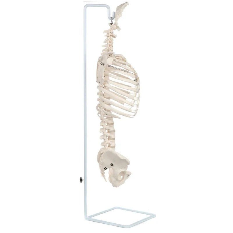 Classic Flexible Spine with Ribs Model