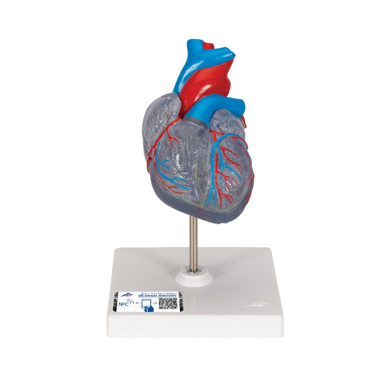 Classic Heart with Conducting System, 2 part