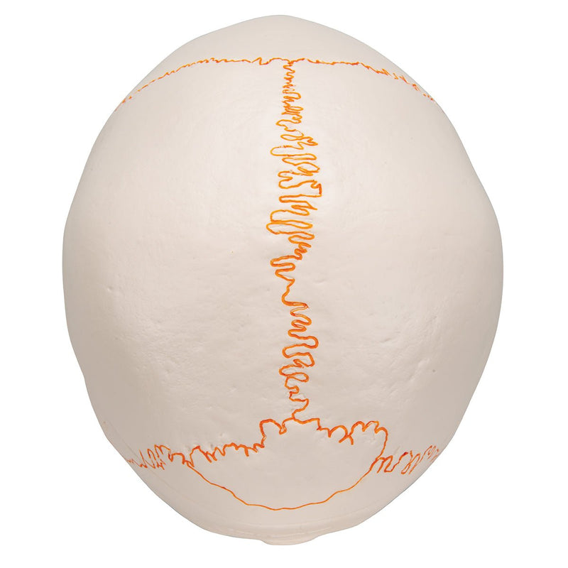 Classic Skull Model with Opened Jaw, 3-part