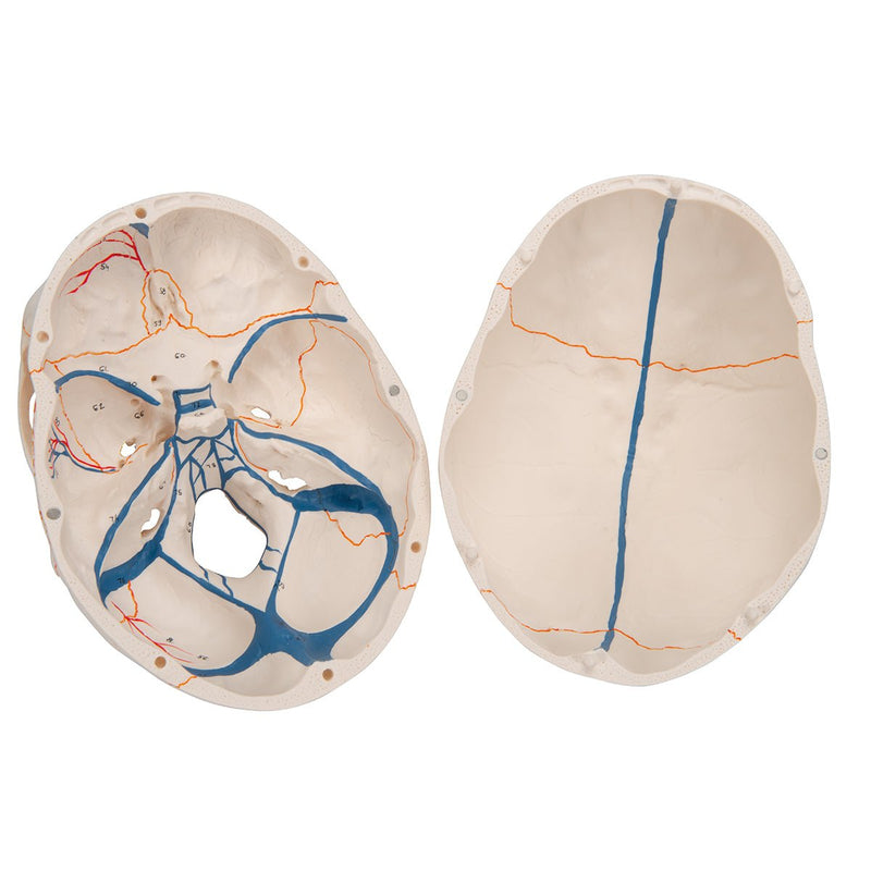 Classic Skull Model with Opened Jaw, 3-part, Numbered