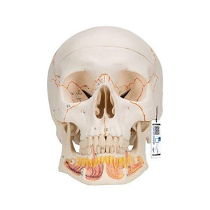 Classic Skull Model with Opened Jaw, 3-part, Numbered