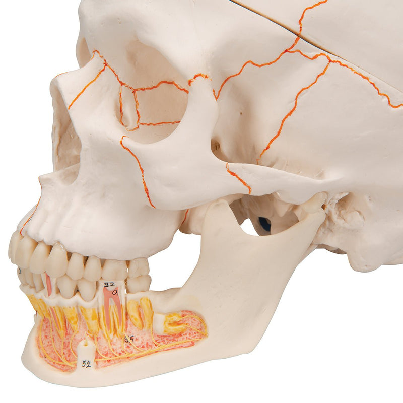 Classic Skull Model with Opened Jaw, 3-part, Numbered