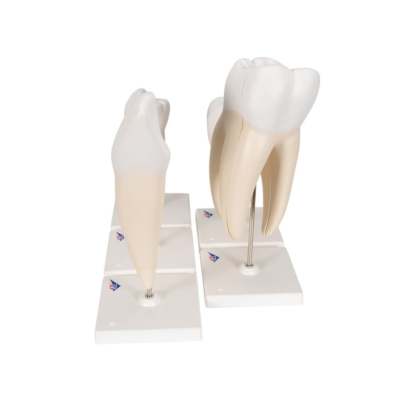 Classic Tooth Model Series, 5 models