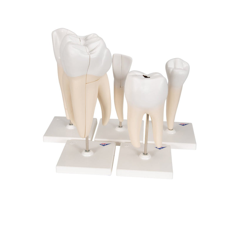 Classic Tooth Model Series, 5 models