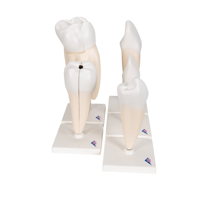Classic Tooth Model Series, 5 models