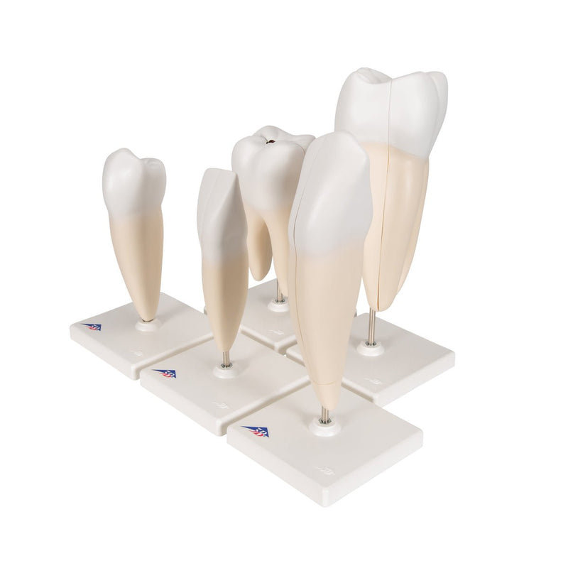 Classic Tooth Model Series, 5 models