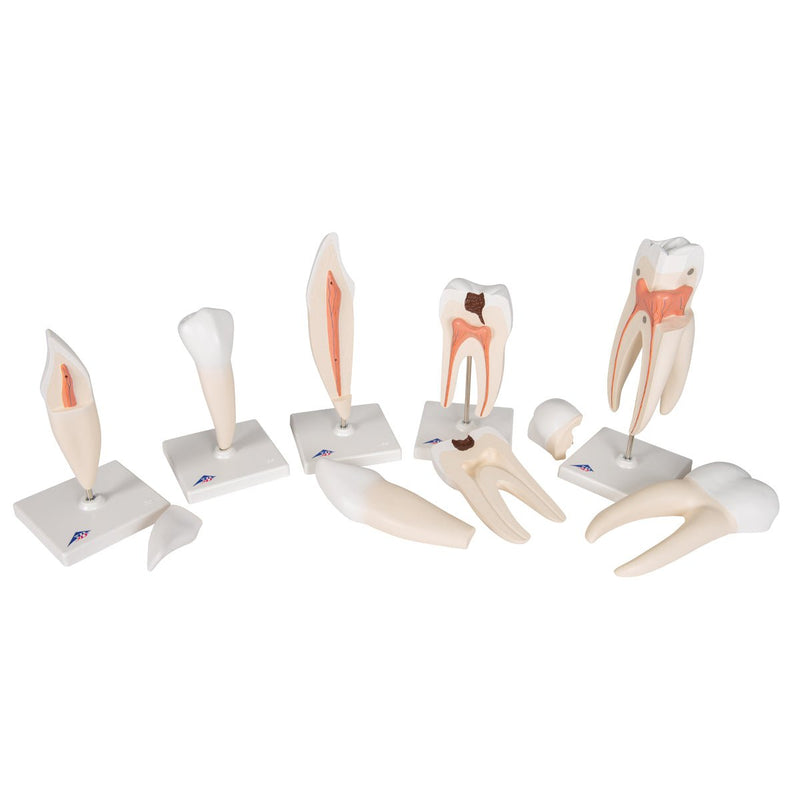 Classic Tooth Model Series, 5 models