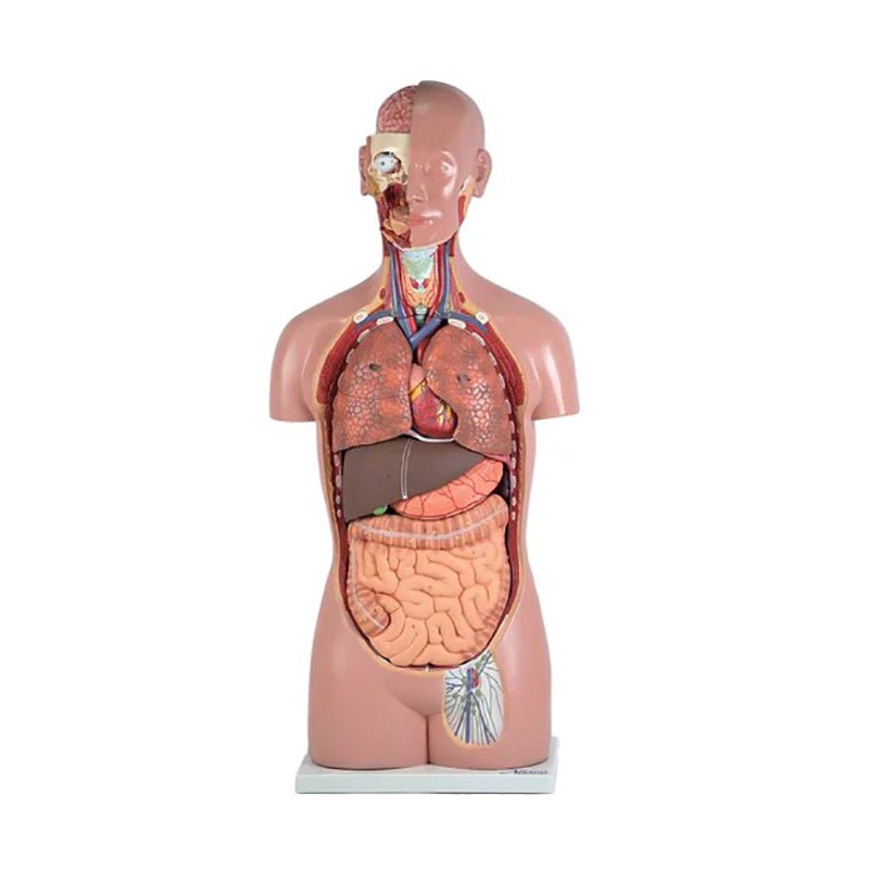 Classic Unisex Torso Model, 16 parts