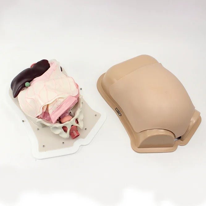 Compact Abdominal Surgery Trainer - AST