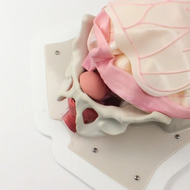 Compact Abdominal Surgery Trainer - AST