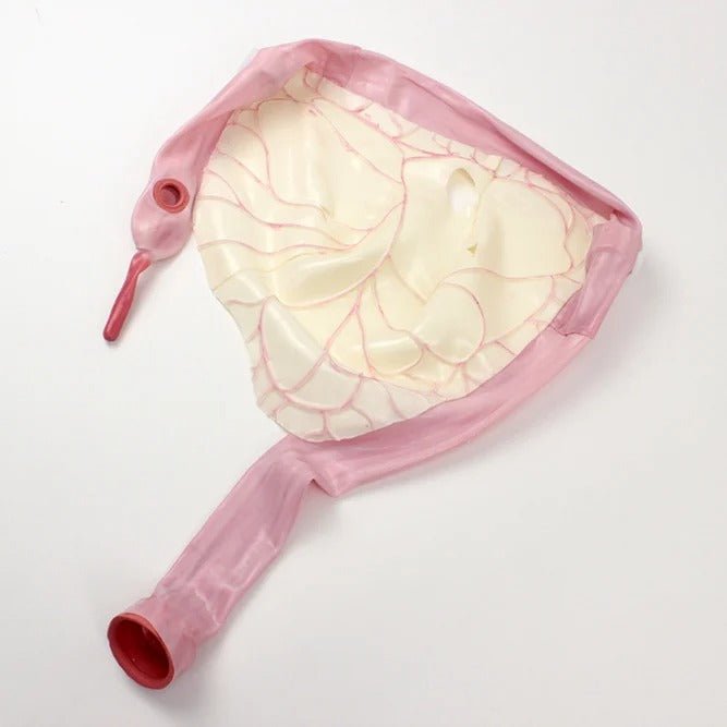 Compact Abdominal Surgery Trainer - AST