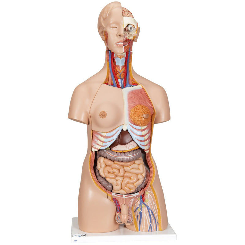 Deluxe Dual Gender Torso, 24-part GTSimulators.com Deluxe Dual Gender Torso, 24-part GTSimulators.com