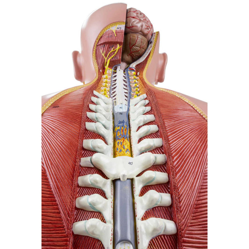Deluxe Dual-Sex Torso with Open Neck & Back Model, 27 Parts