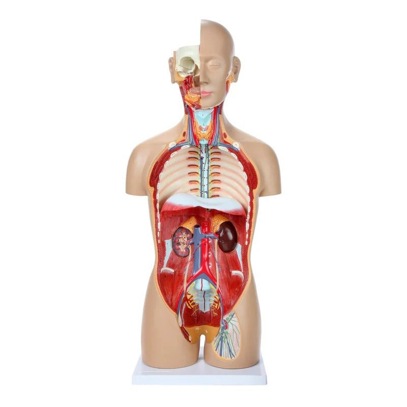 Deluxe Dual-Sex Torso with Open Neck & Back Model, 27 Parts