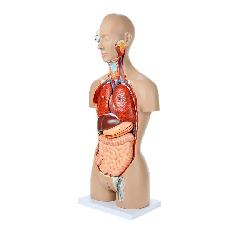 Deluxe Dual-Sex Torso with Open Neck & Back Model, 27 Parts