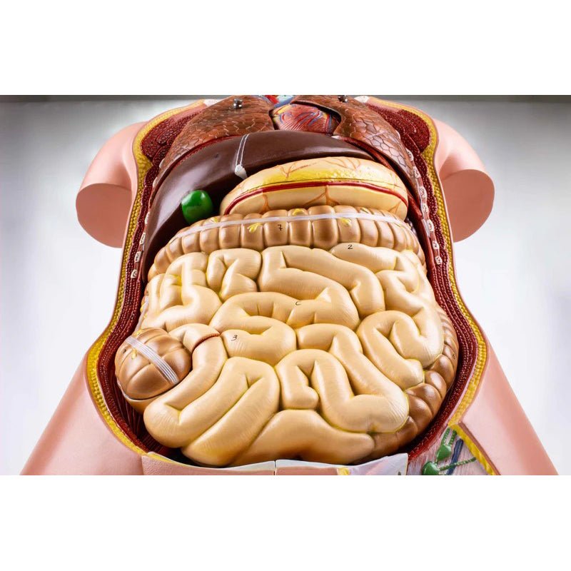 Deluxe Dual-Sex Torso with Open Neck & Back Model, 27 Parts