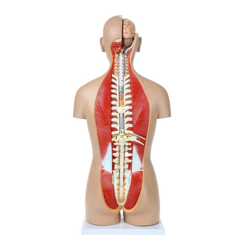 Deluxe Dual-Sex Torso with Open Neck & Back Model, 27 Parts
