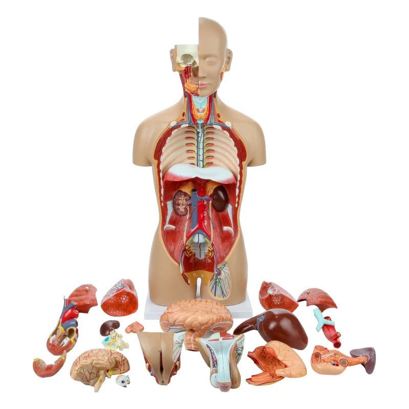 Deluxe Dual-Sex Torso with Open Neck & Back Model, 27 Parts
