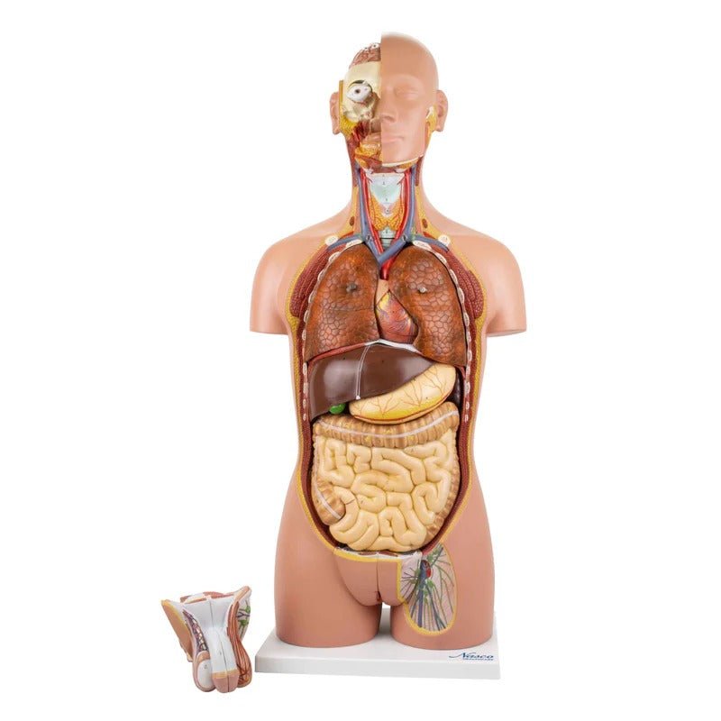 Deluxe Dual-Sex Torso with Open Neck & Back Model, 27 Parts Deluxe Dual-Sex Torso with Open Neck & Back Model, 27 Parts