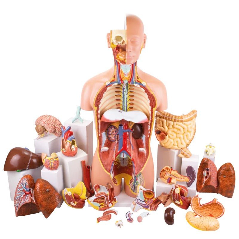 Deluxe Dual-Sex Torso with Open Neck & Back Model, 27 Parts