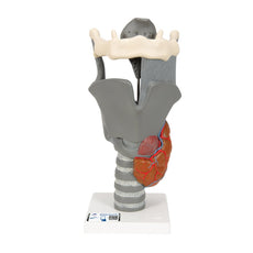 Deluxe Functional Larynx Model, 2.5x full-size