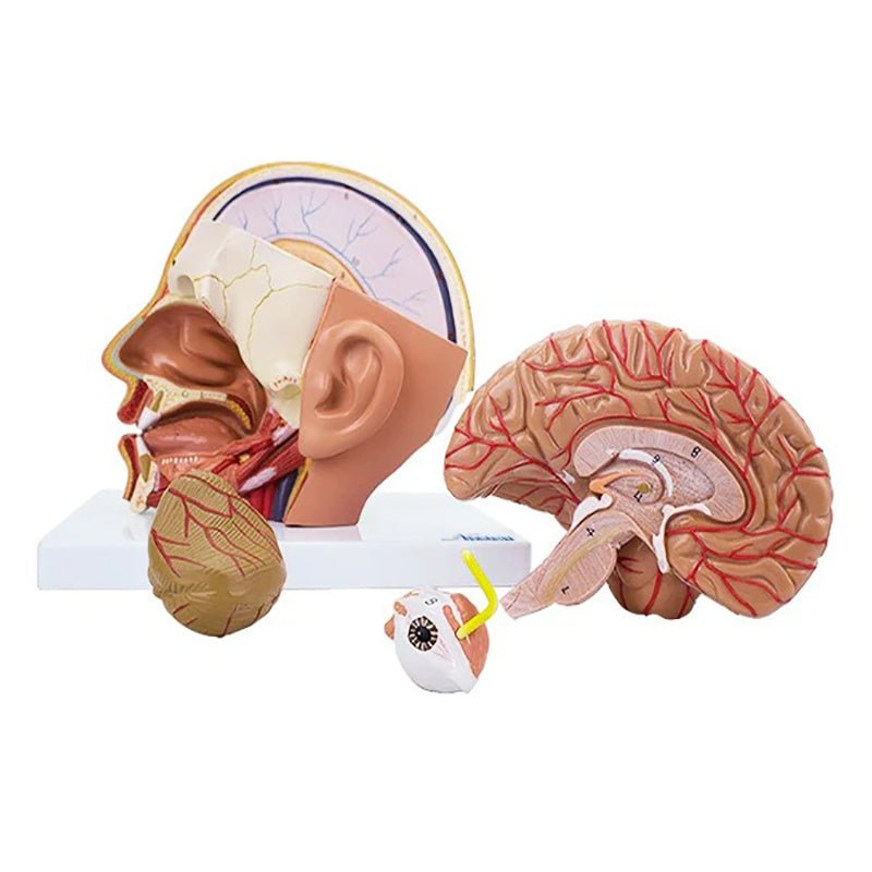 Deluxe Head Model, 4-Parts