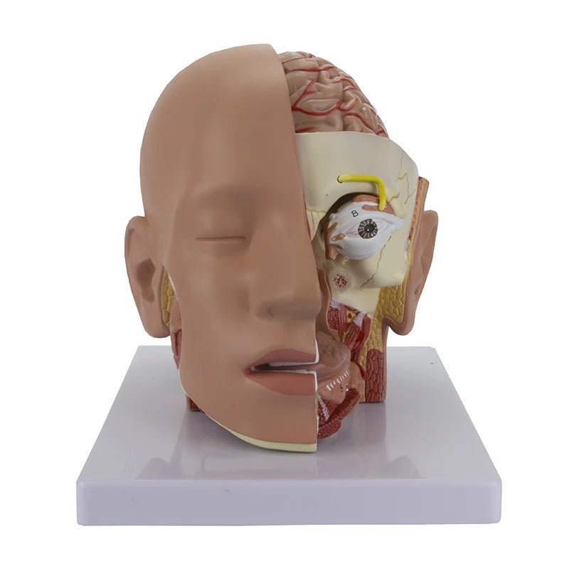 Deluxe Head Model, 4-Parts