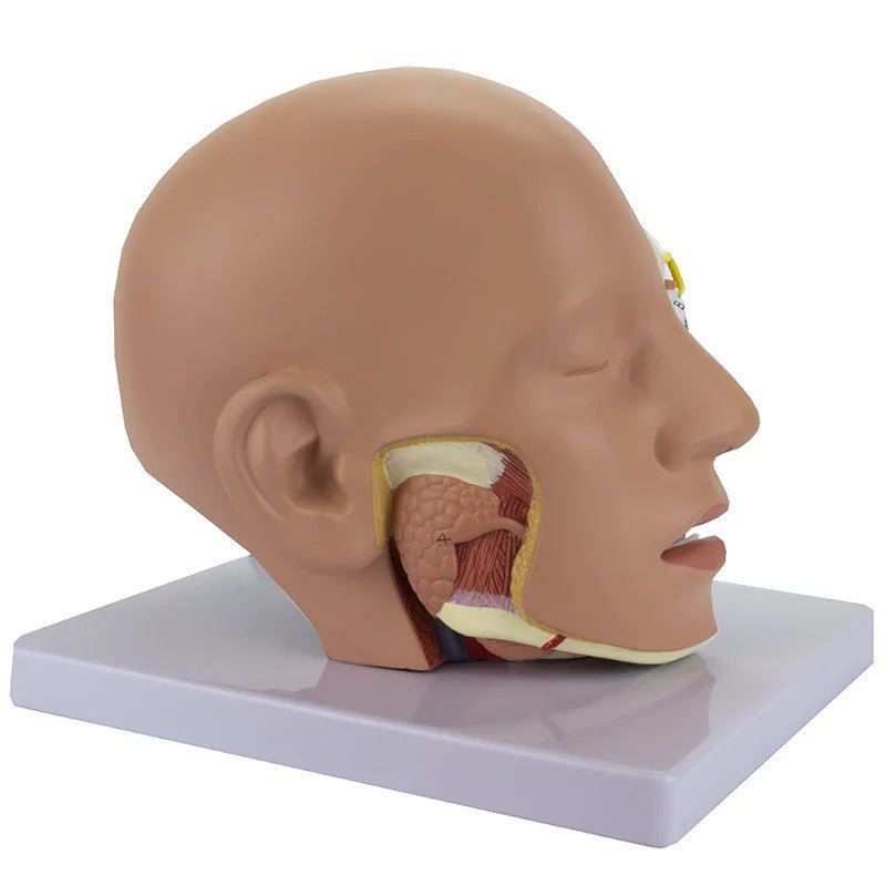 Deluxe Head Model, 4-Parts