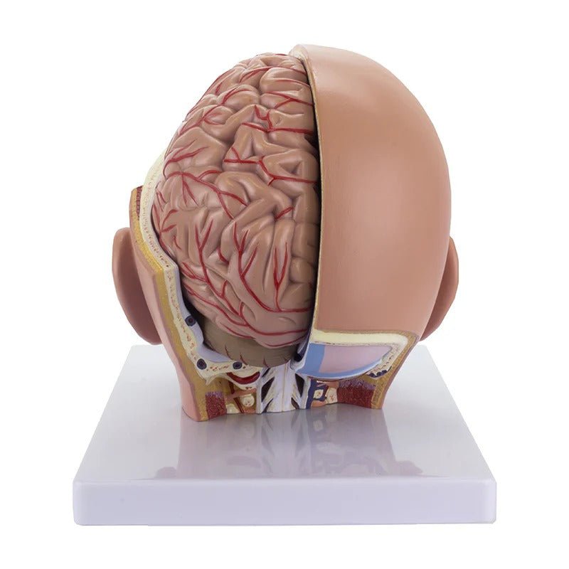 Deluxe Head Model, 4-Parts