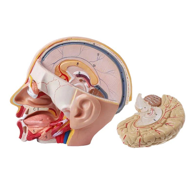 Deluxe Head Model, 4-Parts