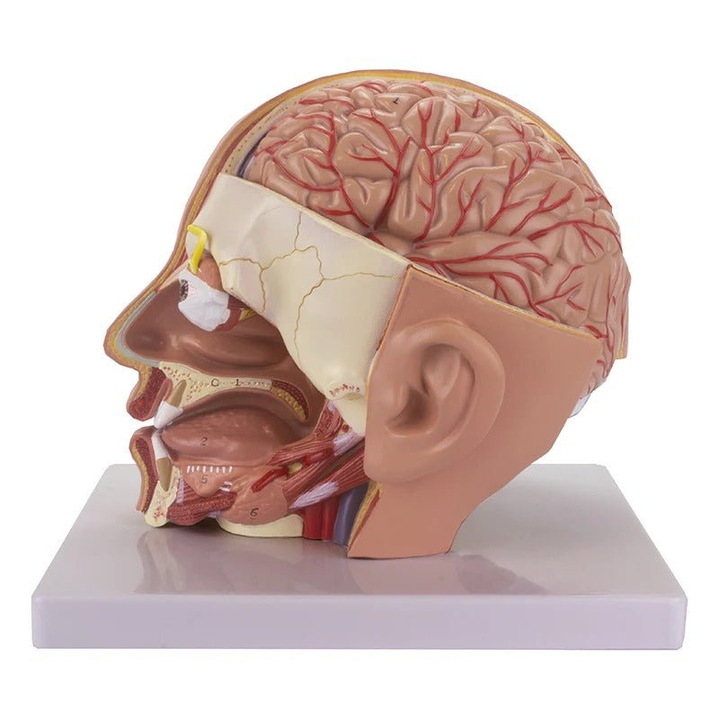 Deluxe Head Model, 4-Parts