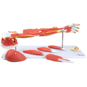 Deluxe Muscles of the Arm Model, 7-Parts