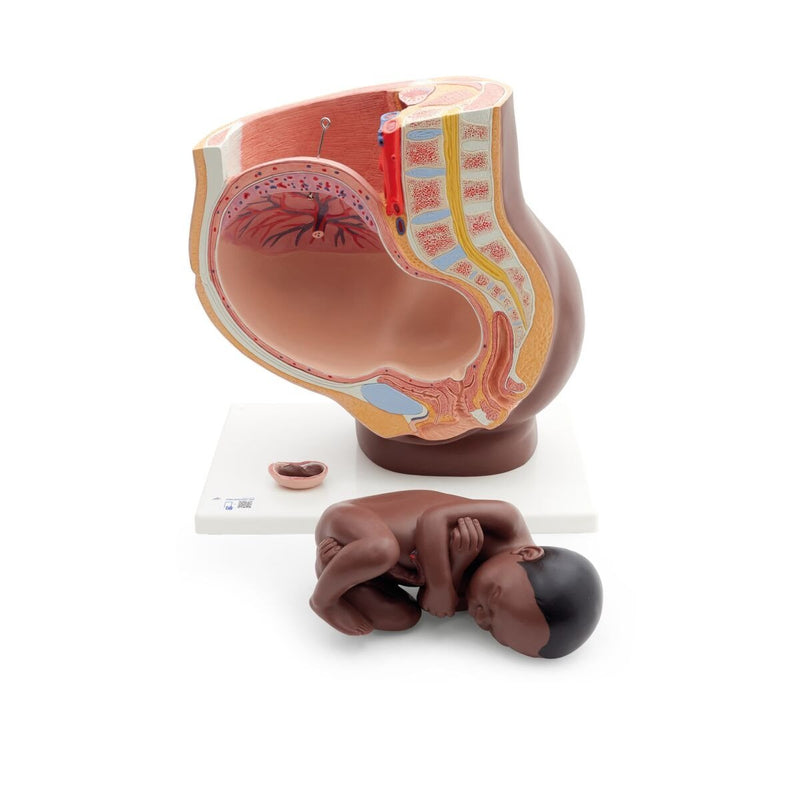 Deluxe Pregnancy Pelvis Model,  3-part, Dark Skin
