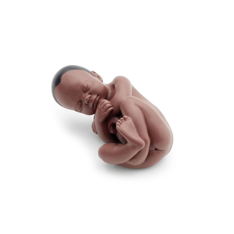 Deluxe Pregnancy Pelvis Model,  3-part, Dark Skin