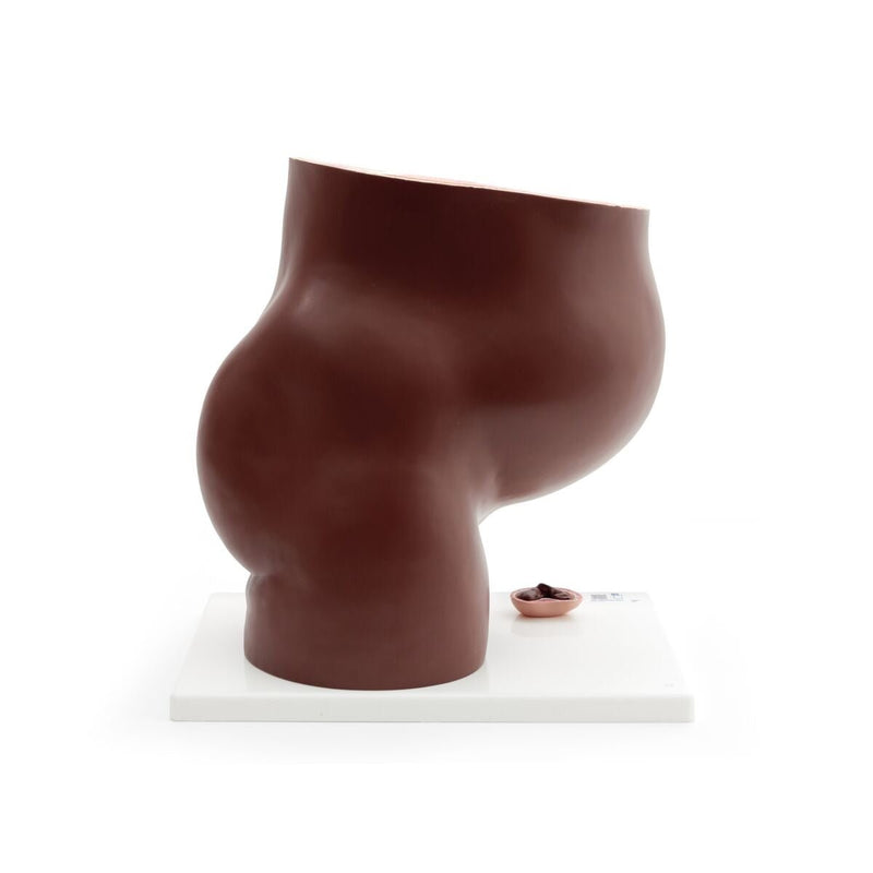 Deluxe Pregnancy Pelvis Model,  3-part, Dark Skin