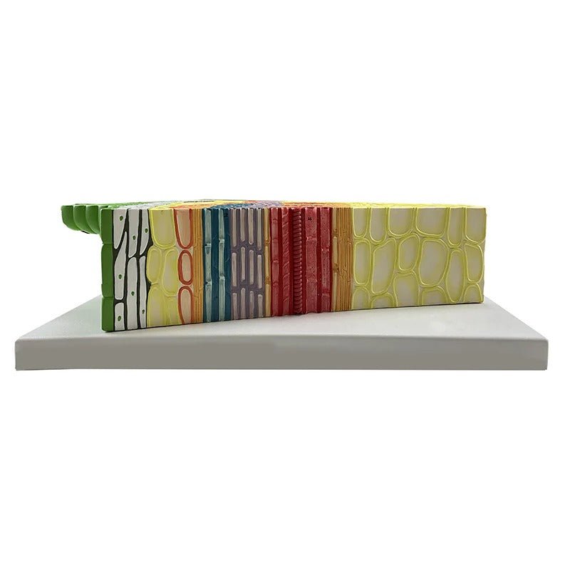 Dicotyledonous Herbaceous Stem Model, 300X Enlarged