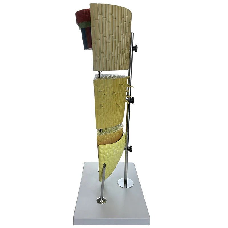 Dicotyledonous Root Lateral Section Model, 400X Enlarged