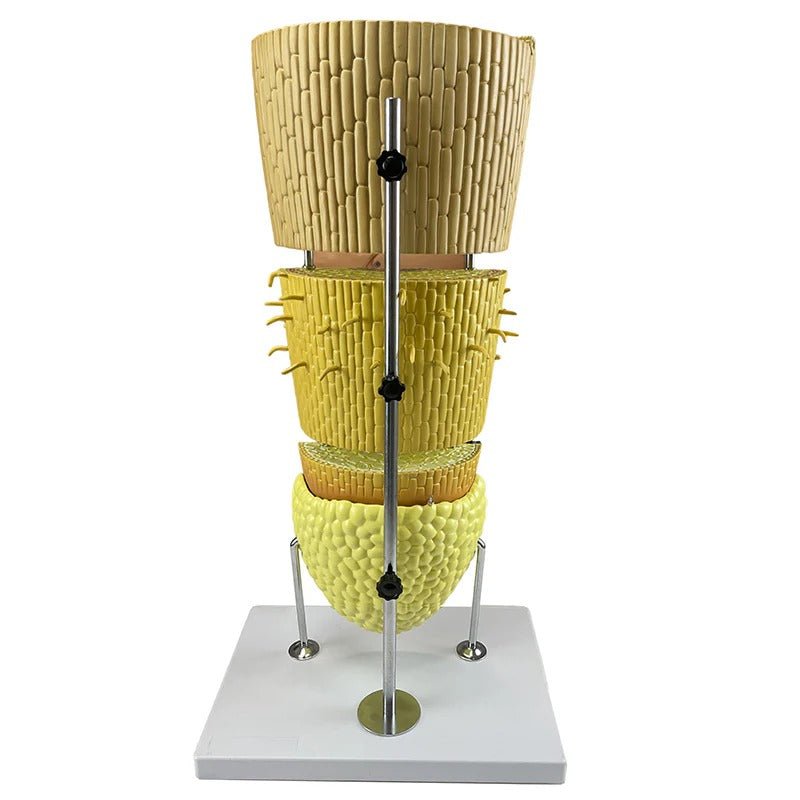 Dicotyledonous Root Lateral Section Model, 400X Enlarged
