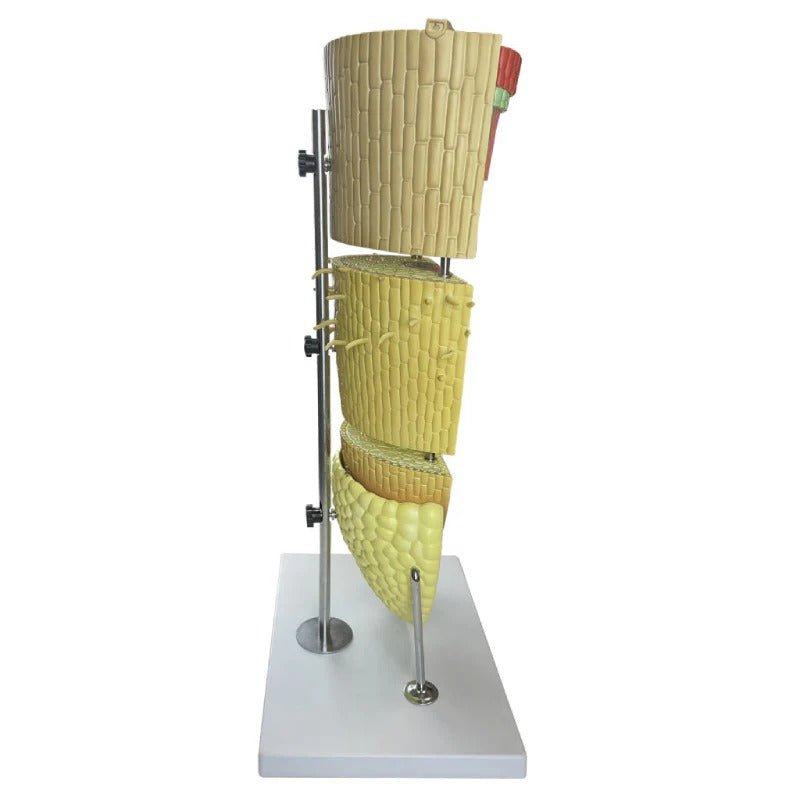 Dicotyledonous Root Lateral Section Model, 400X Enlarged