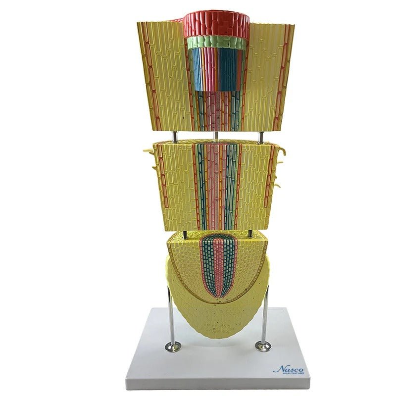 Dicotyledonous Root Lateral Section Model, 400X Enlarged