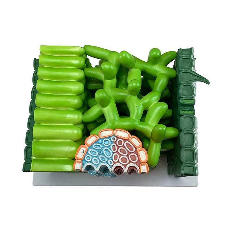 Dictyledonous Leaf Model, 600X Enlarged