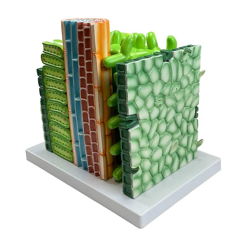 Dictyledonous Leaf Model, 600X Enlarged