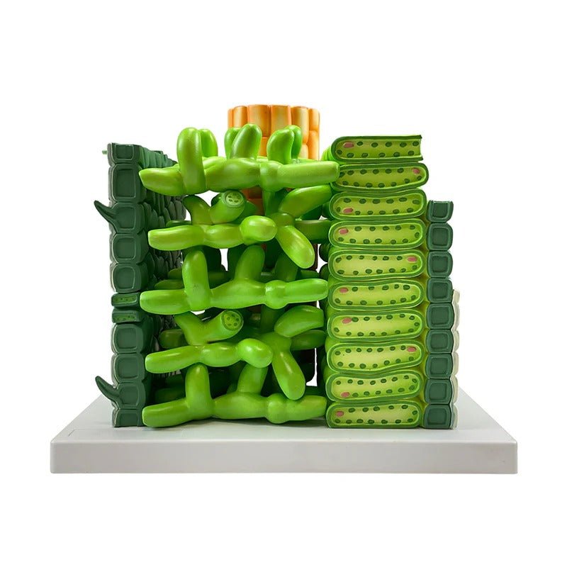 Dictyledonous Leaf Model, 600X Enlarged