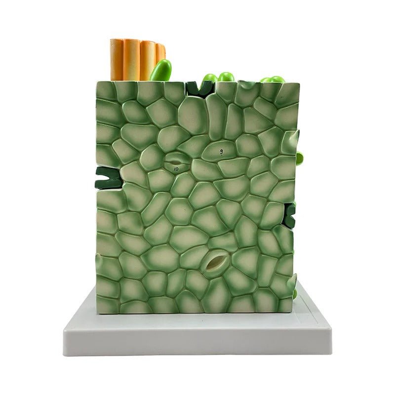 Dictyledonous Leaf Model, 600X Enlarged