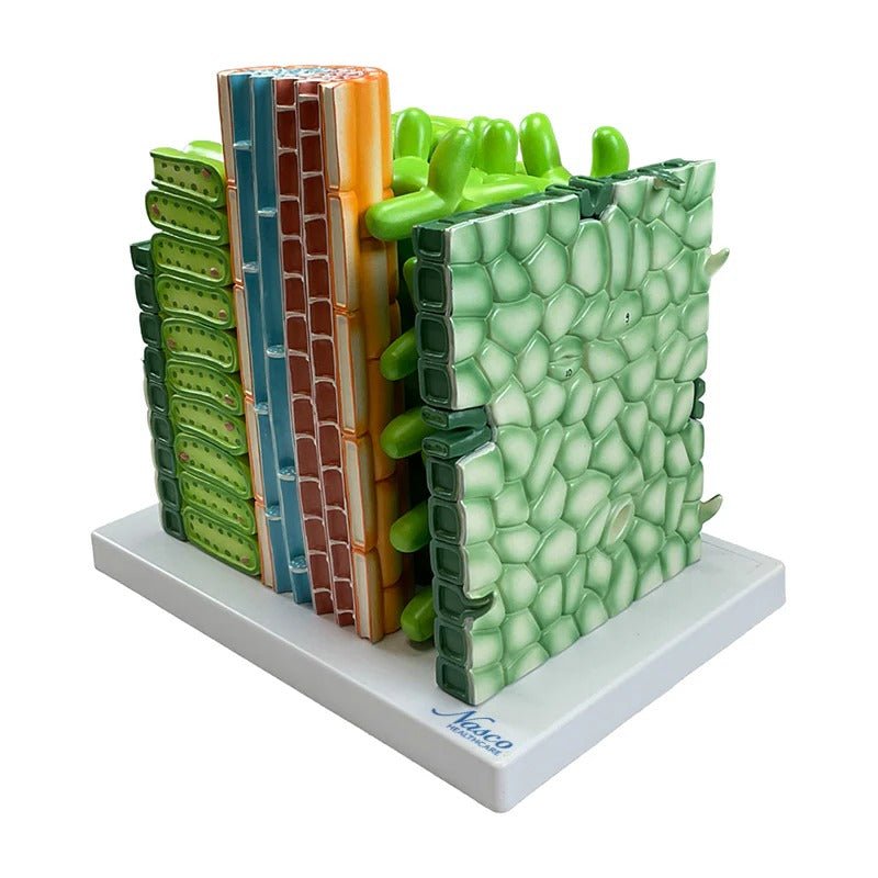 Dictyledonous Leaf Model, 600X Enlarged