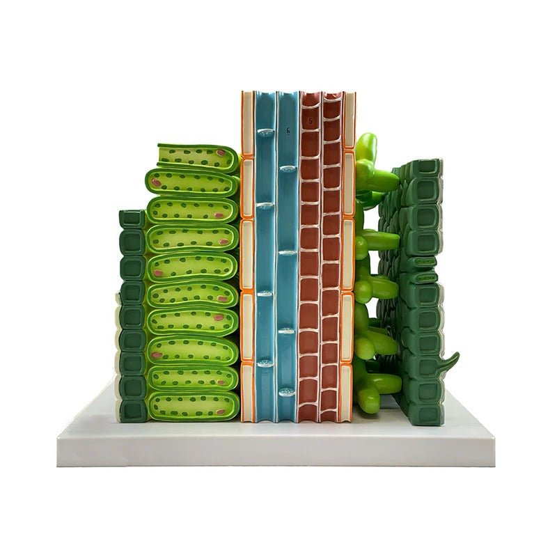 Dictyledonous Leaf Model, 600X Enlarged